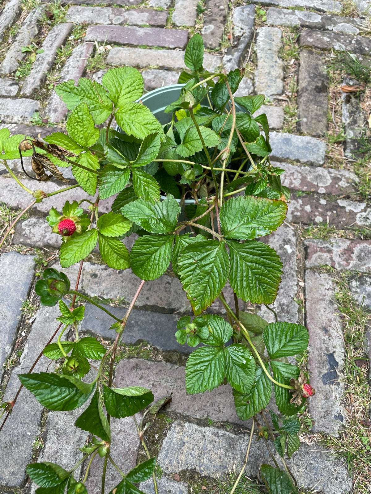 Schijnaardbei - Bodembedekker voor uw tuin, Ophalen, Vaste plant, Bodembedekkers, Halfschaduw