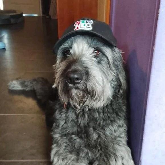 Lieve sociale labradoodle dorus, Reu, 1 tot 2 jaar, Eén hond, Nederland