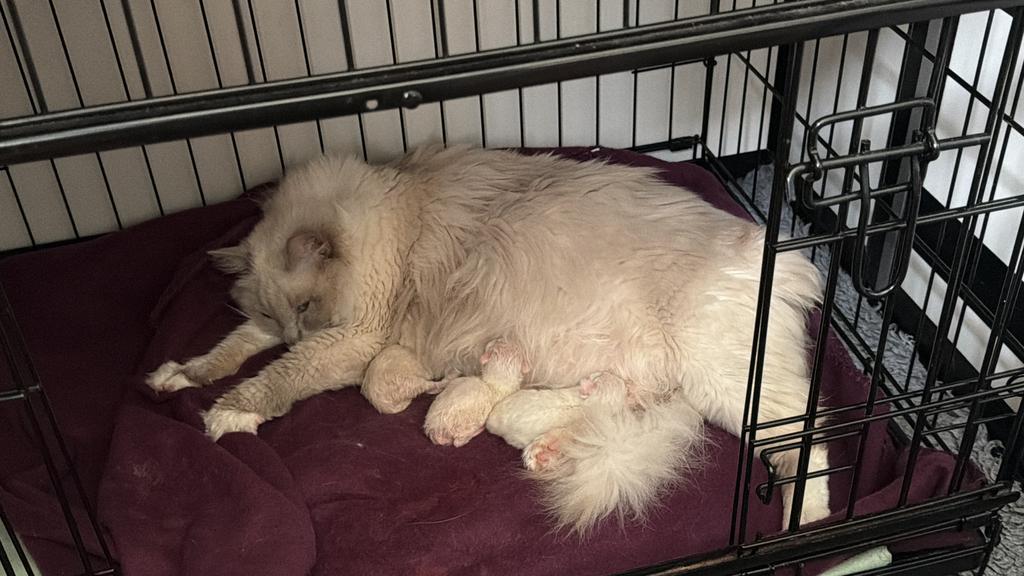 Prachtige ragdoll kittens met stamboom te koop!, Dieren en Toebehoren, Katten en Kittens | Raskatten | Langhaar, Meerdere dieren