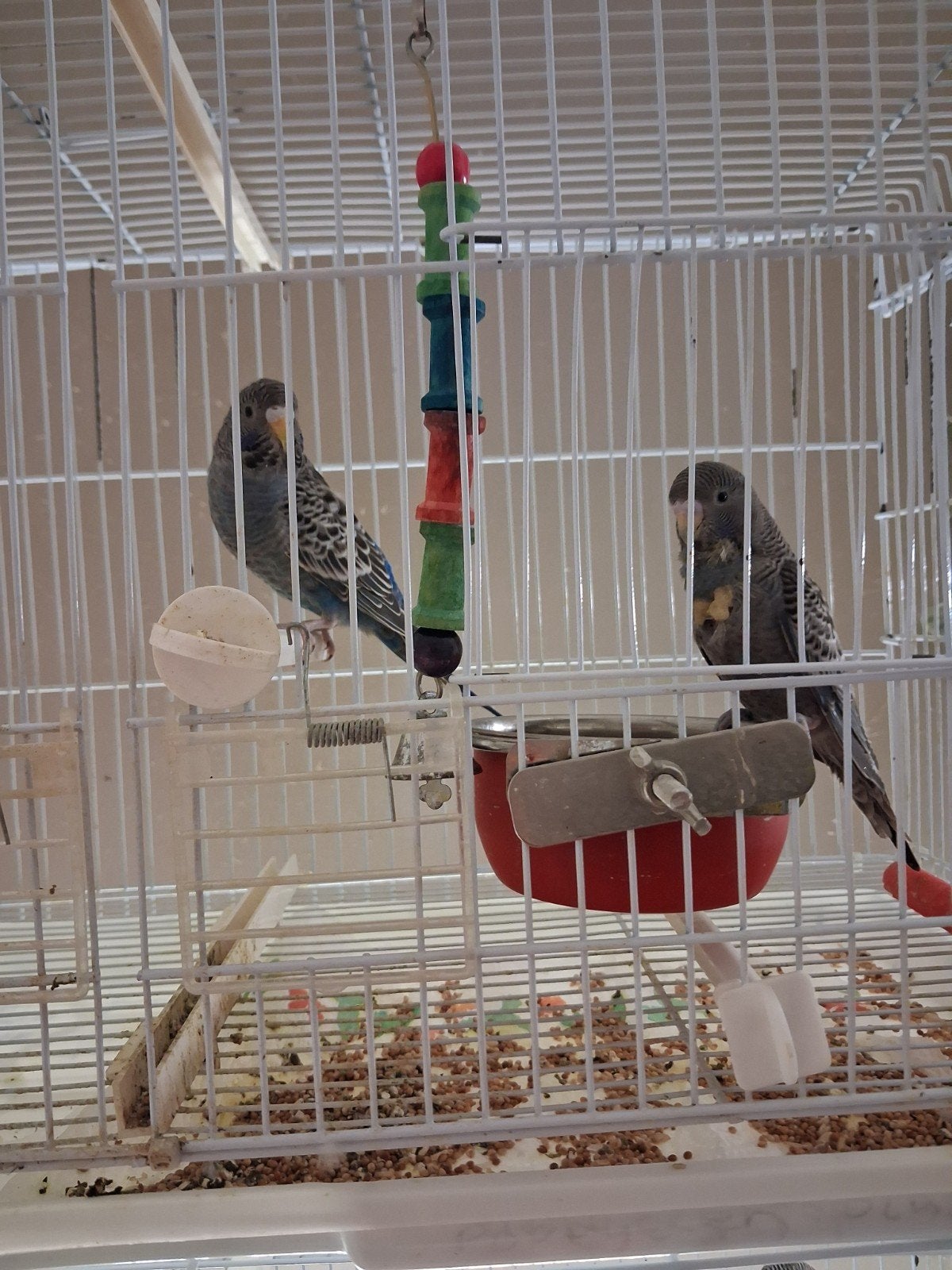 blackface parkieten en koppels forpussen, Dieren en Toebehoren, Vogels | Parkieten en Papegaaien, Parkiet, Meerdere dieren