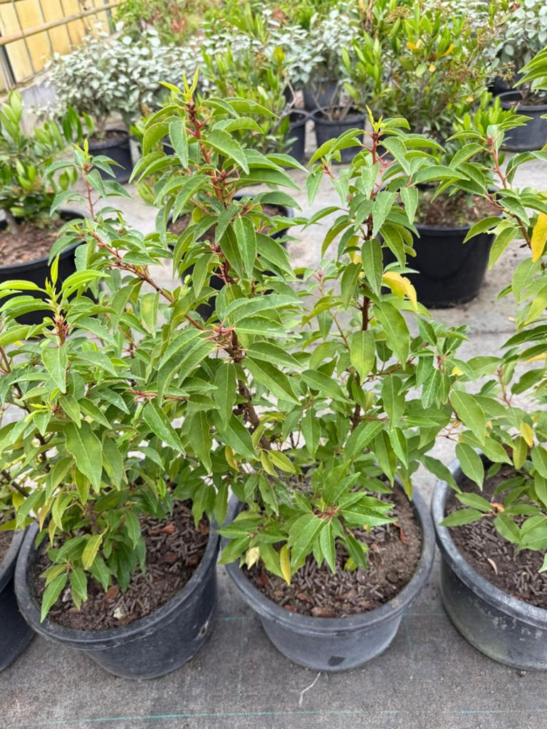 Te koop: prachtige Portugese laurier (Prunus lusitanica), Ophalen, Overige soorten, Halfschaduw