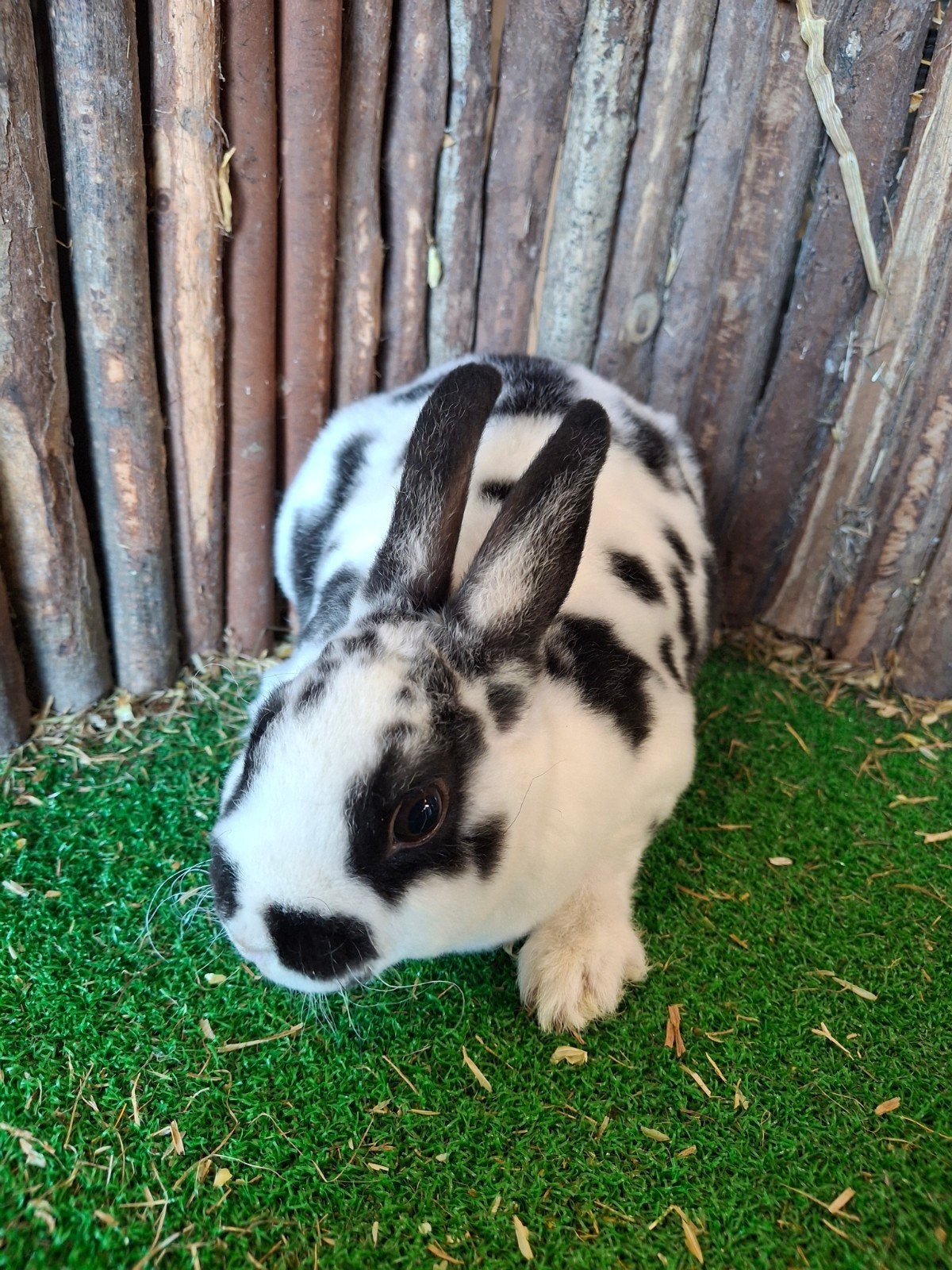 Rex dwerg voedsters  jong, Dieren en Toebehoren, Meerdere dieren, Dwerg, 0 tot 2 jaar