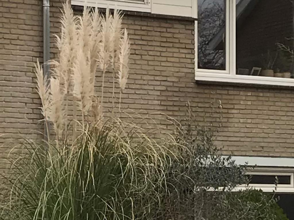 Pampasgras gratis, Tuin en Terras, Planten | Tuinplanten, Ophalen of Verzenden, Overige soorten, Volle zon