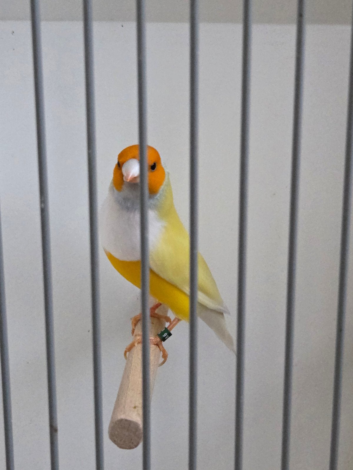 8x Gouldamadine (prijs per koppel), Meerdere dieren, Tropenvogel, Geringd