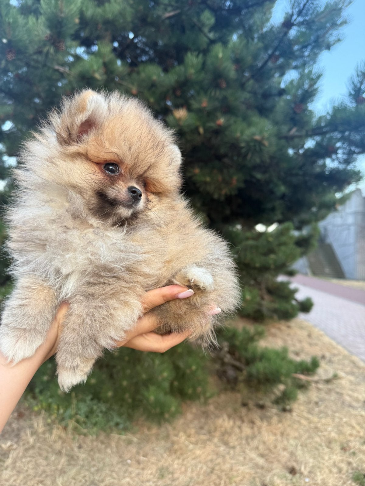 Pomeriaan pups, Dieren en Toebehoren, Honden | Niet-rashonden, Particulier, 8 tot 15 weken, Buitenland, Parvo