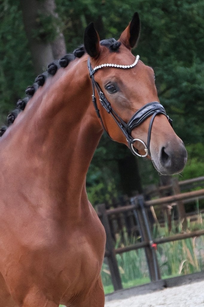 Hele fijne 3 jarige dressuurmerrie, Merrie, Met stamboom, Dressuurpaard, 3 tot 6 jaar