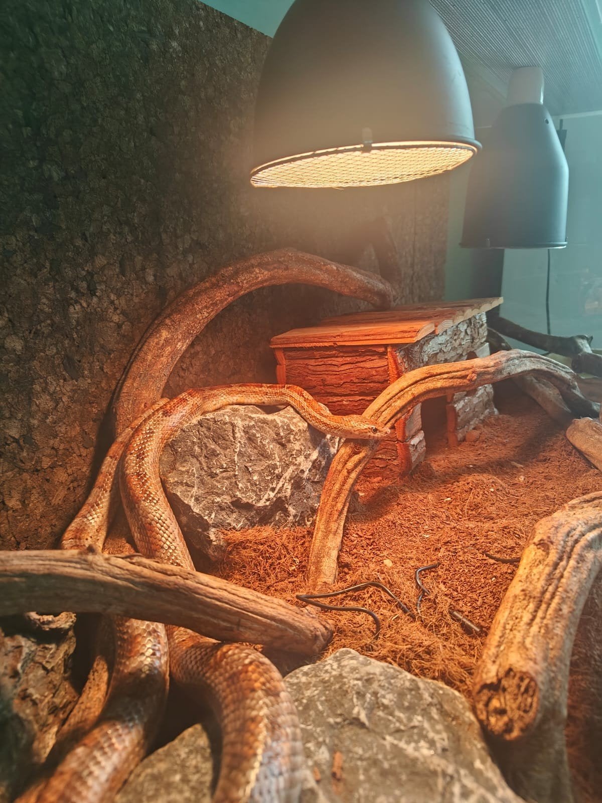 Rattenslang inclusief terrarium, Slang, Met terrarium, 7 tot 10 jaar