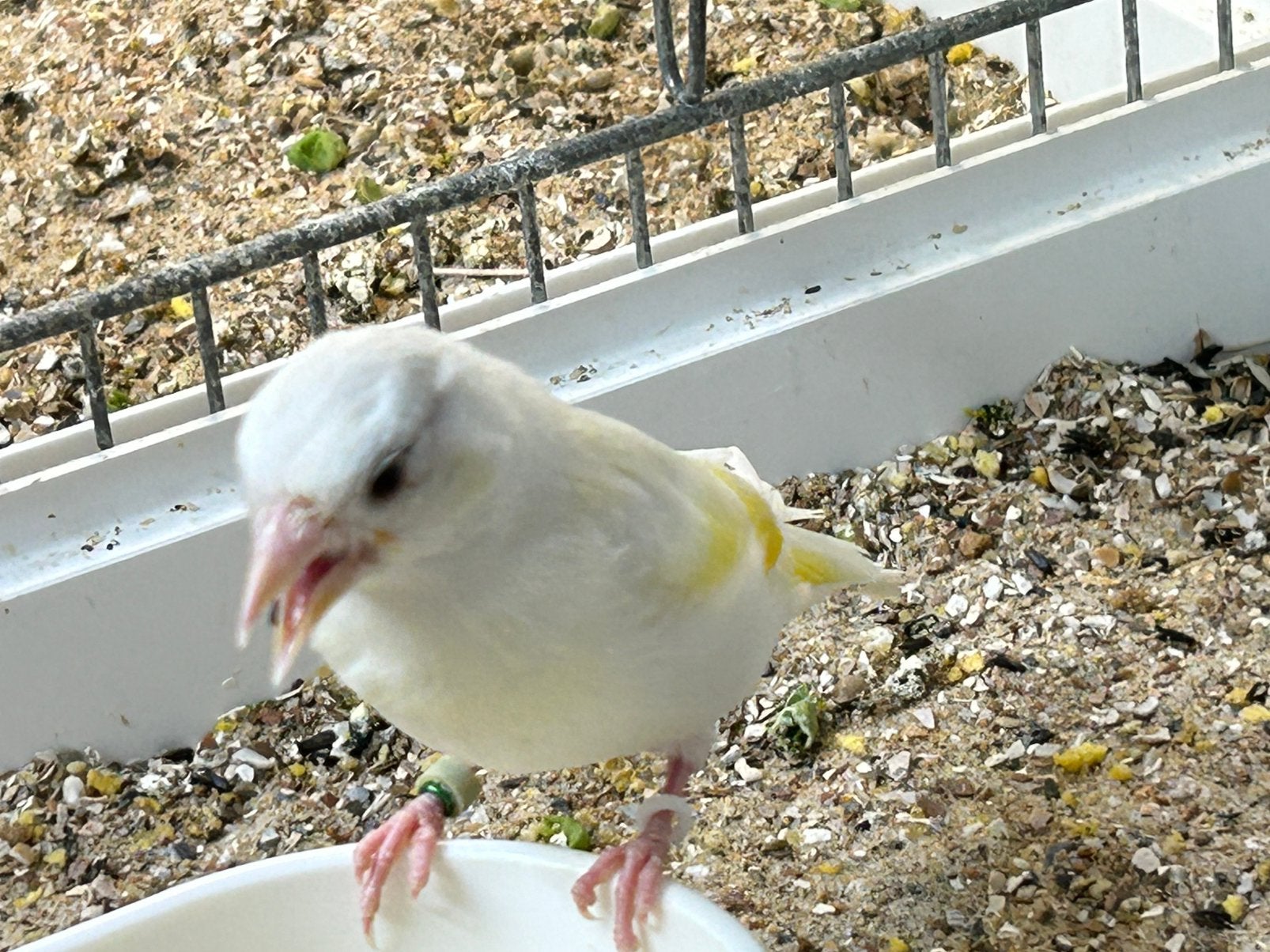 Major putter mutatie wit bonte man van 2026, Dieren en Toebehoren, Mannelijk, Wildzangvogel, Geringd