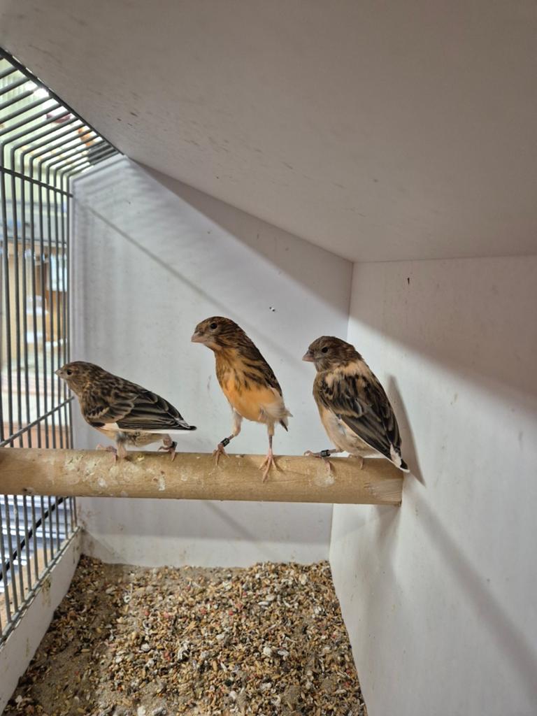 Harlekijn kanaries, Dieren en Toebehoren, Vogels | Kanaries, Geslacht onbekend, Kleurkanarie