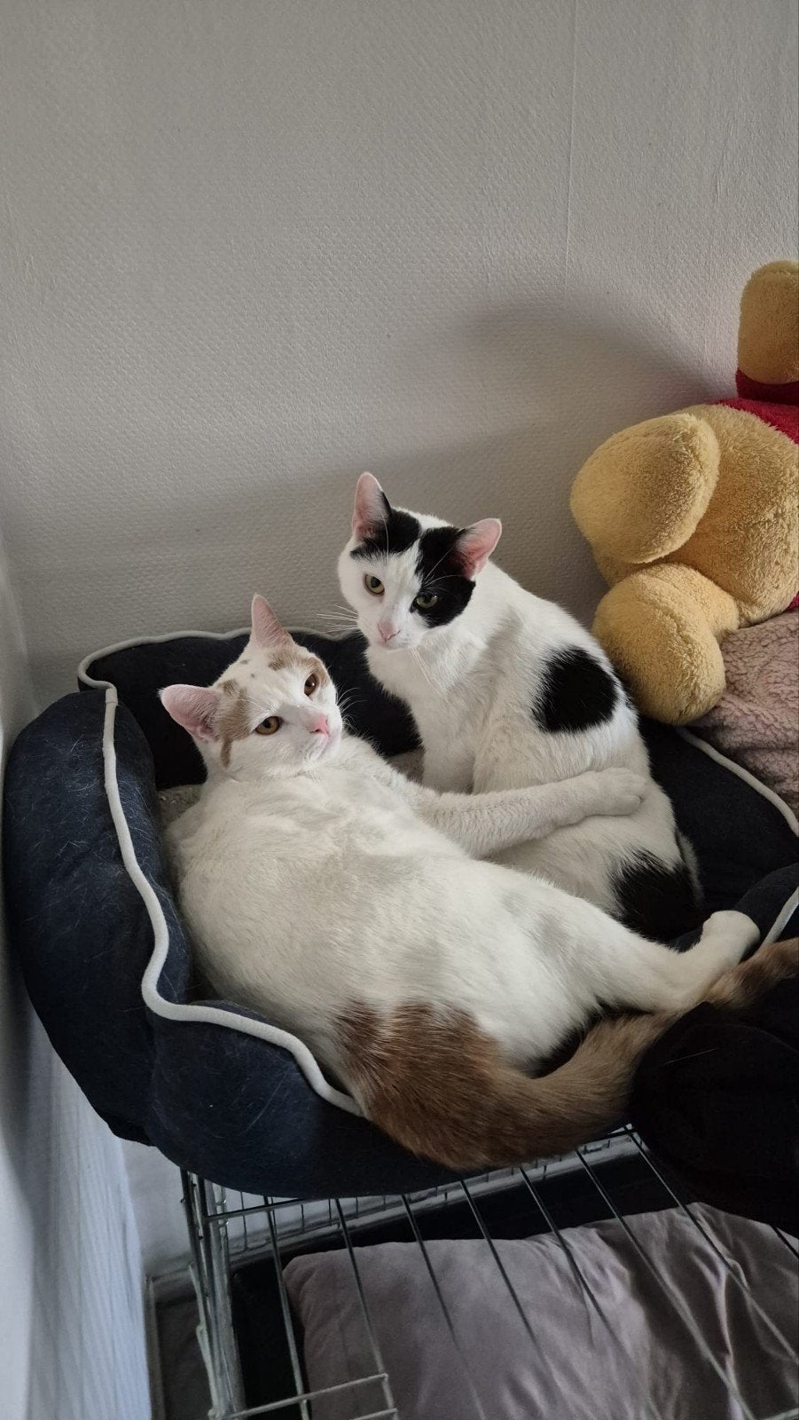 Katten, Dieren en Toebehoren, Meerdere dieren, Gechipt, 3 tot 5 jaar