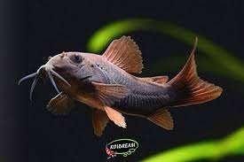 Corydora Venezuela Black - Pantsermeerval - Koidream Valburg