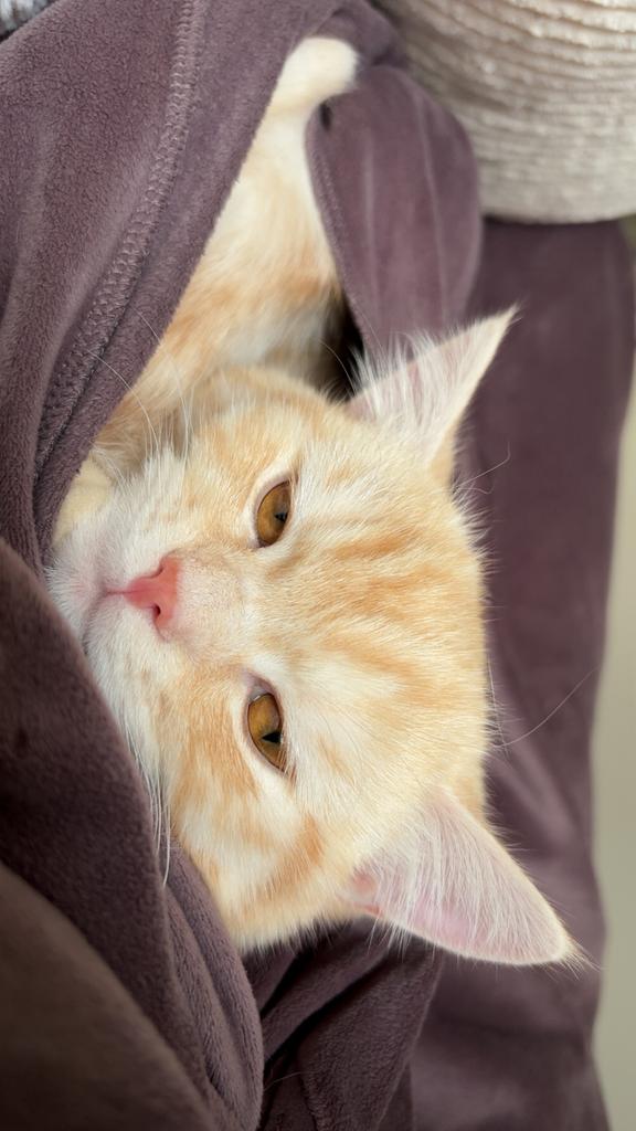 Britse Korthaar dekkater aangeboden (NIET TE KOOP), Kater, Gechipt, 0 tot 2 jaar