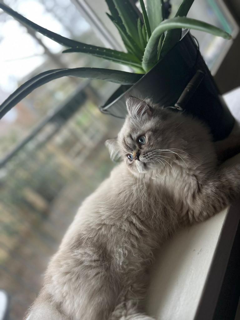 Dekkater