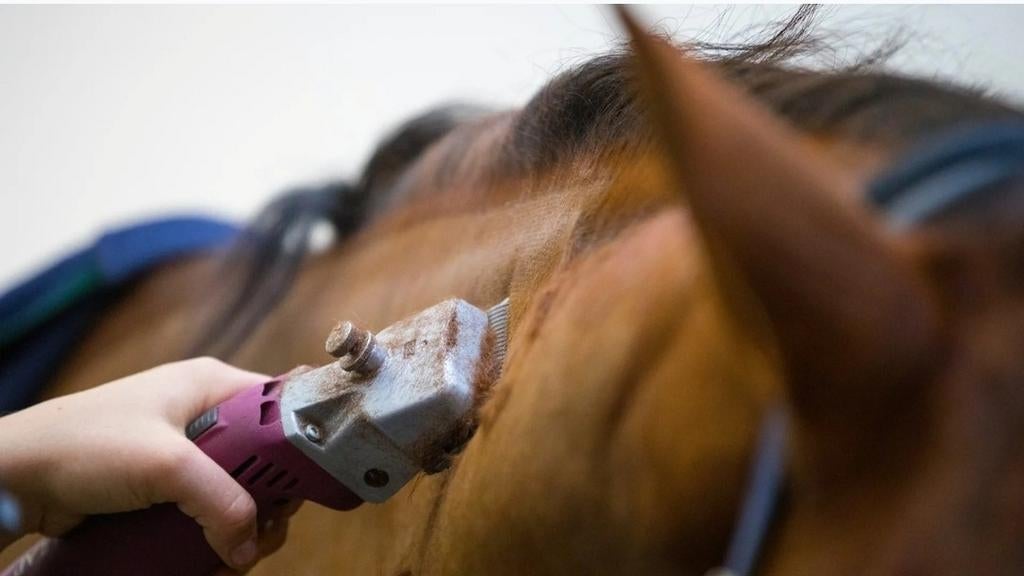 Paarden scheren regio Arnhem/Heteren