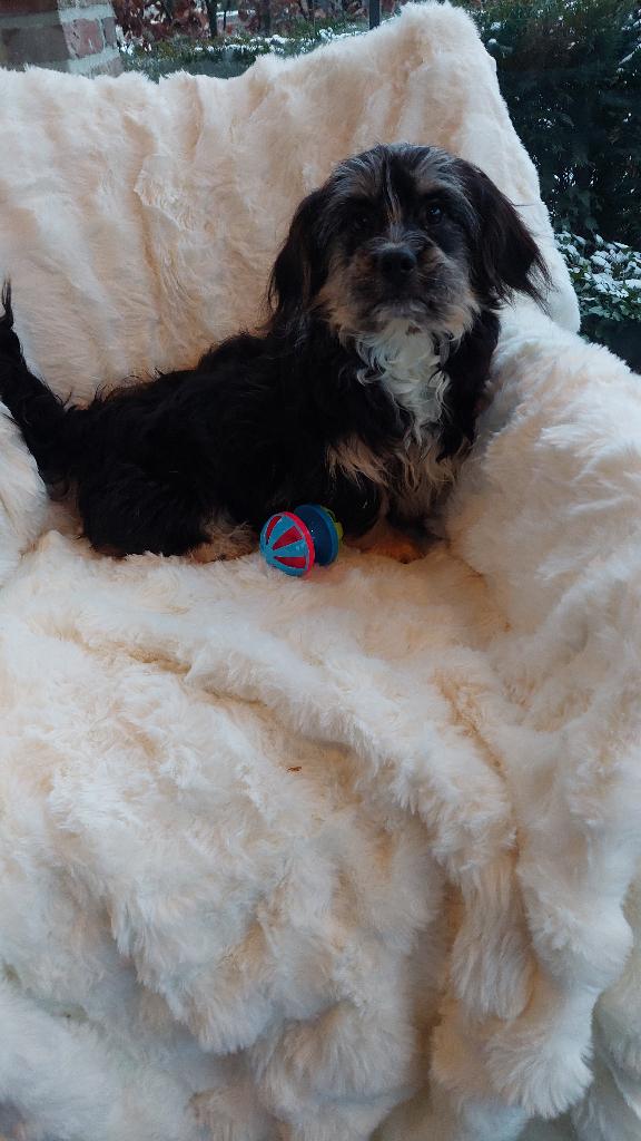 Boomer pups    (  IK BEN DE LAATSTE   !!!!!!!!!!!!!!!!!!, Parvo, Maltezer, Nederland, 15 weken tot 1 jaar