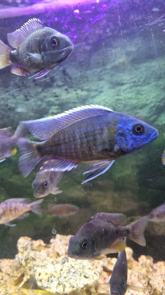 Copadichromis Borleyi 
/malawi cichliden, Vis, Zoetwatervis, Schoolvis