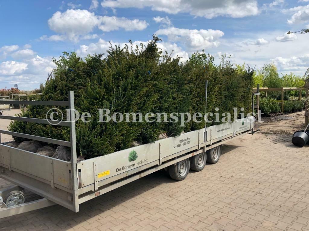 Haagplanten Conifeer Thuja Taxus Photinia Olijfwilg haag, Ophalen of Verzenden, Conifeer, Haag