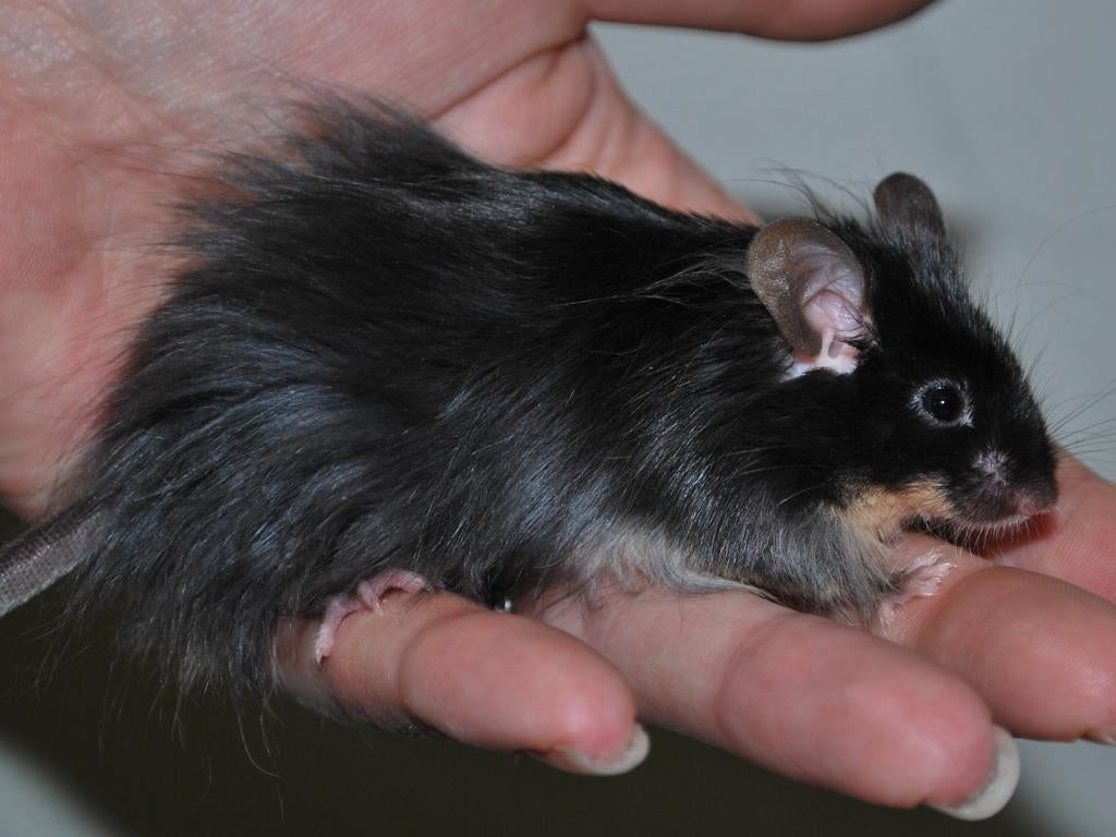 Langhaar kleurmuizen, Dieren en Toebehoren, Muis, December, Geslacht onbekend, Tam