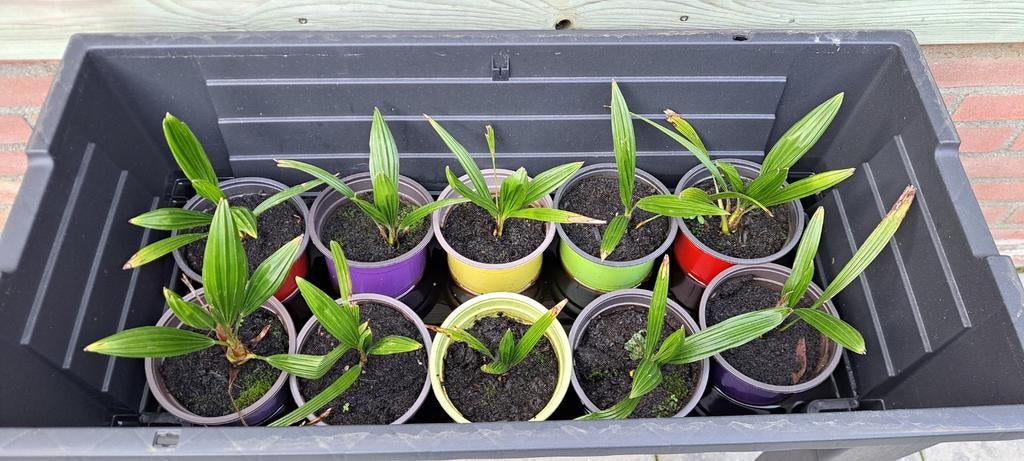 Palmboom stekjes winterhard, Volle zon, Ophalen of Verzenden, Minder dan 100 cm, Zomer