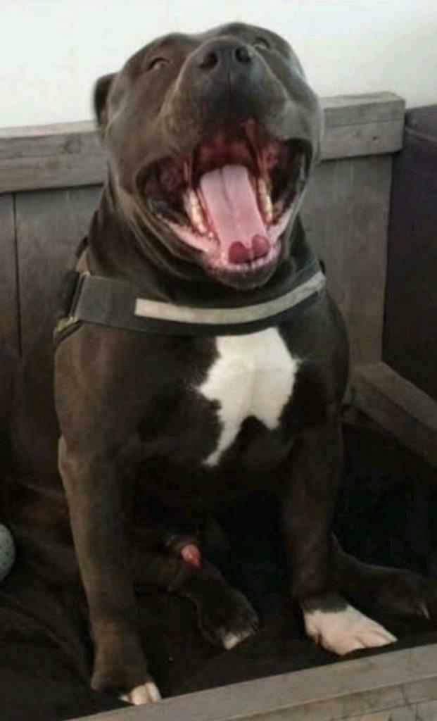 Prachtige dekreu Bully XL, Nederland, Reu, Eén hond, Fokker | Professioneel