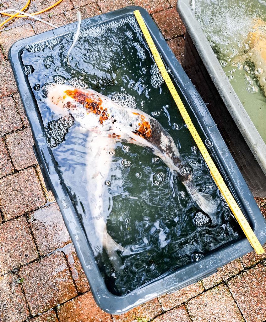 Japanse koi (58–65 cm), Dieren en Toebehoren, Vissen | Vijvervissen, Karper of Koi
