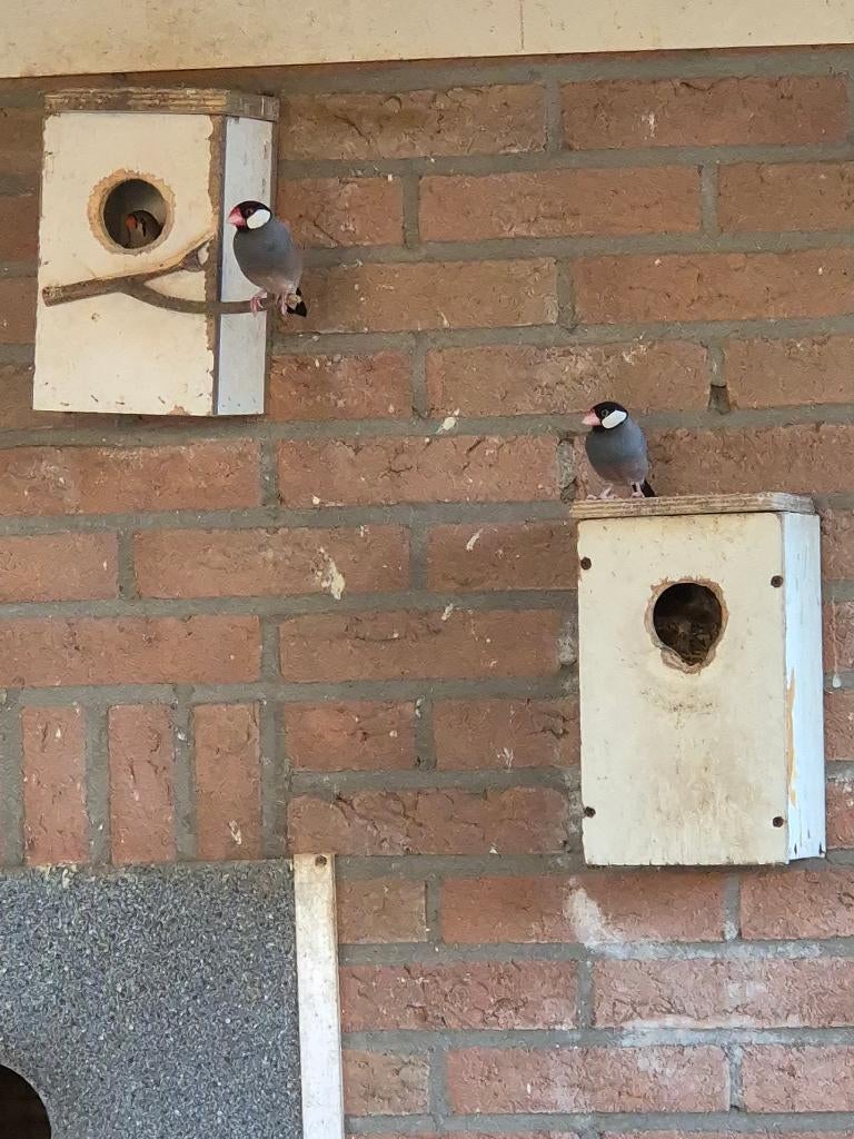 Zebravinken, Dieren en Toebehoren, Vogels | Kanaries, Meerdere dieren, Kleurkanarie