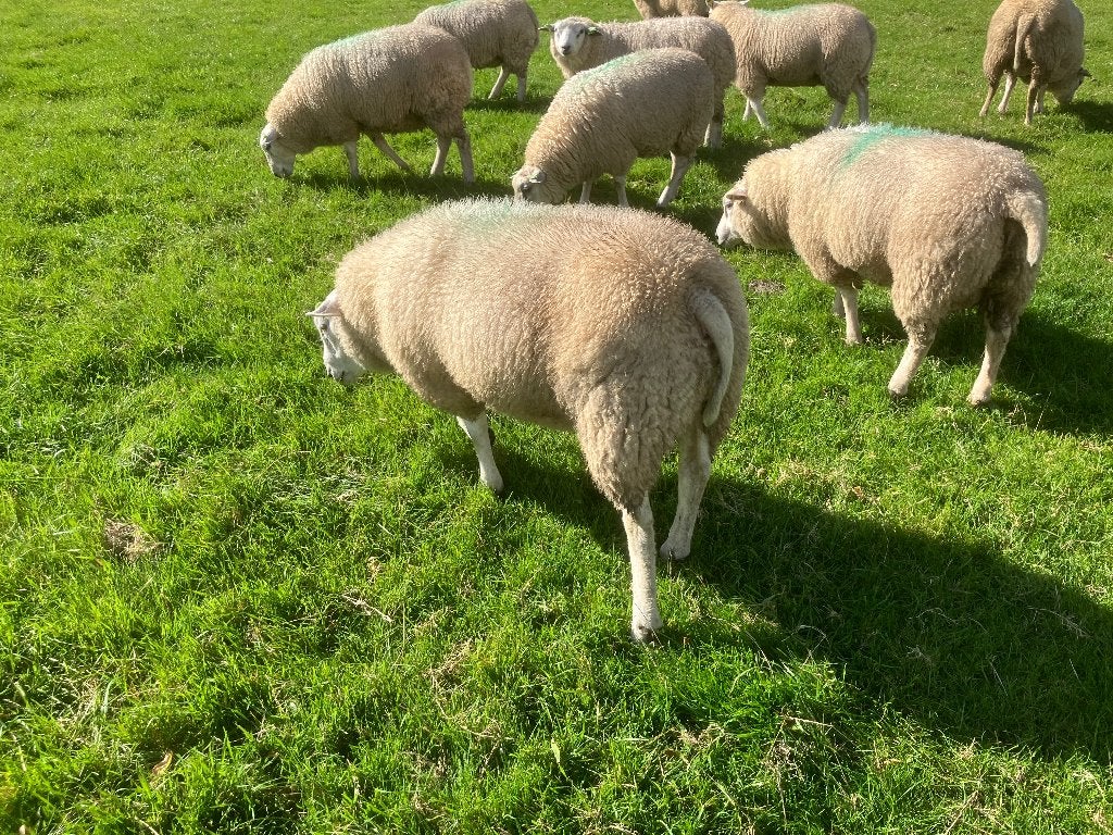 Noordhollander dekrammen, Dieren en Toebehoren, Mannelijk, Schaap, 0 tot 2 jaar