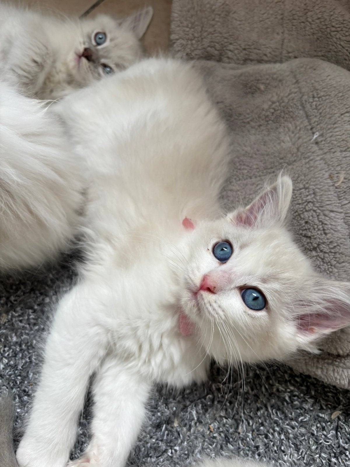 Prachtige ragdoll kittens te koop, Dieren en Toebehoren, Meerdere dieren