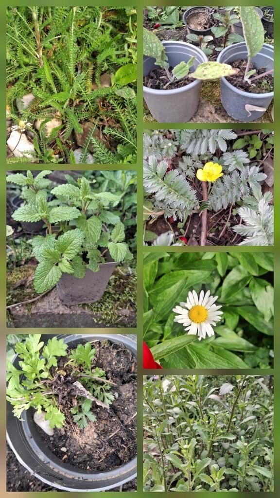 Stekken, tuinplanten bloemen, Tuin en Terras, Planten | Tuinplanten, Ophalen, Overige soorten, Halfschaduw
