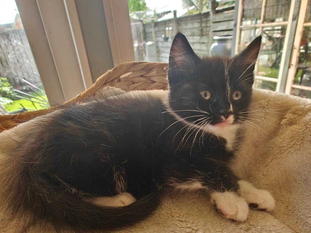 Kitten Zwart Wit, Dieren en Toebehoren, Katten en Kittens | Overige Katten