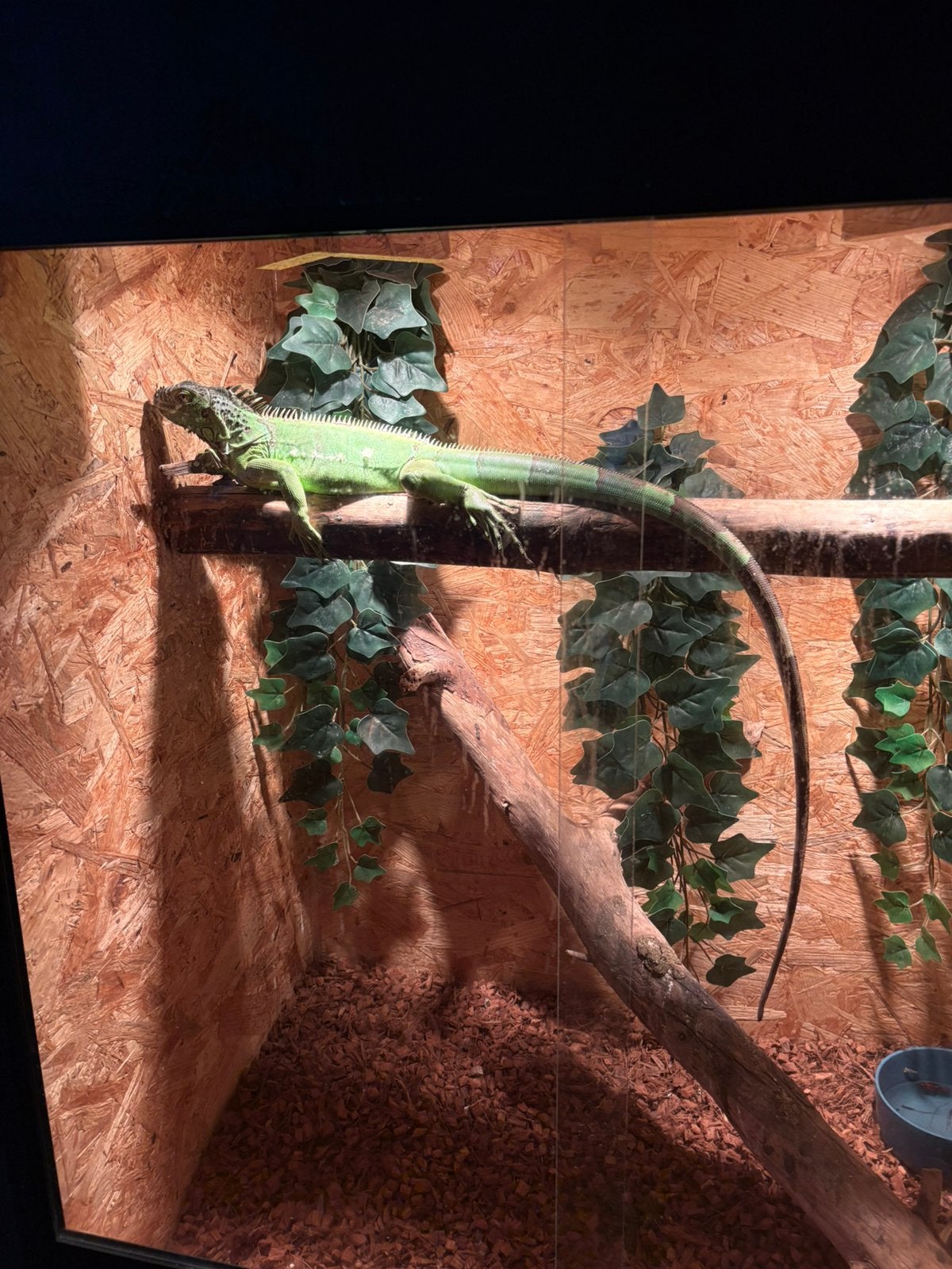 Leguaan, Dieren en Toebehoren, Reptielen en Amfibieën, 0 tot 2 jaar