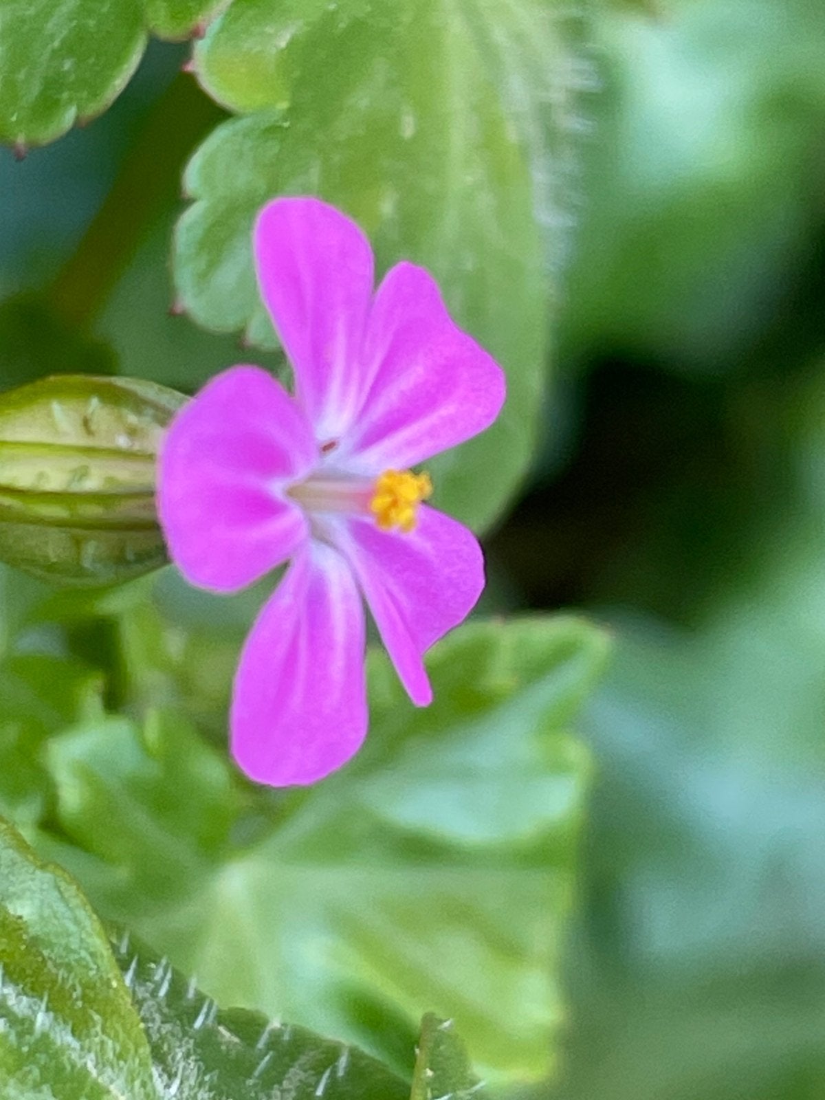 Inheemse geranium Lucidum L. Gifvrij gekweekt, Tuin en Terras, Ophalen, Overige soorten, Volle zon