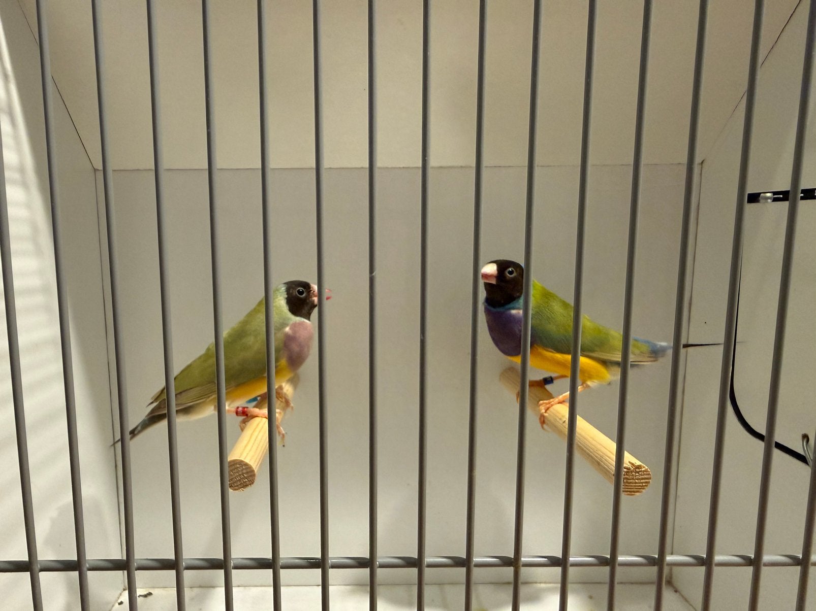 Koppel Zwartkop cinnamon paarsborst split witborst., Dieren en Toebehoren, Vogels | Overige Vogels, Meerdere dieren, Tropenvogel