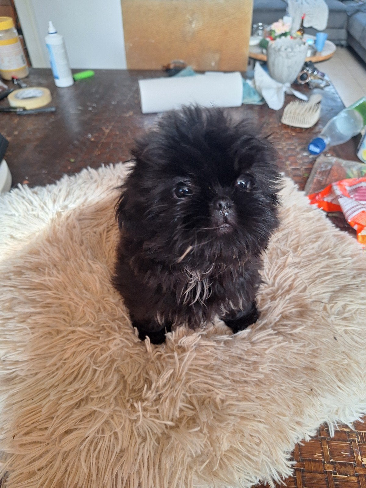2 super mooie ,lieve shih_tzu pups teefjes, Dieren en Toebehoren, Overige rassen, 8 tot 15 weken, Teef, Meerdere