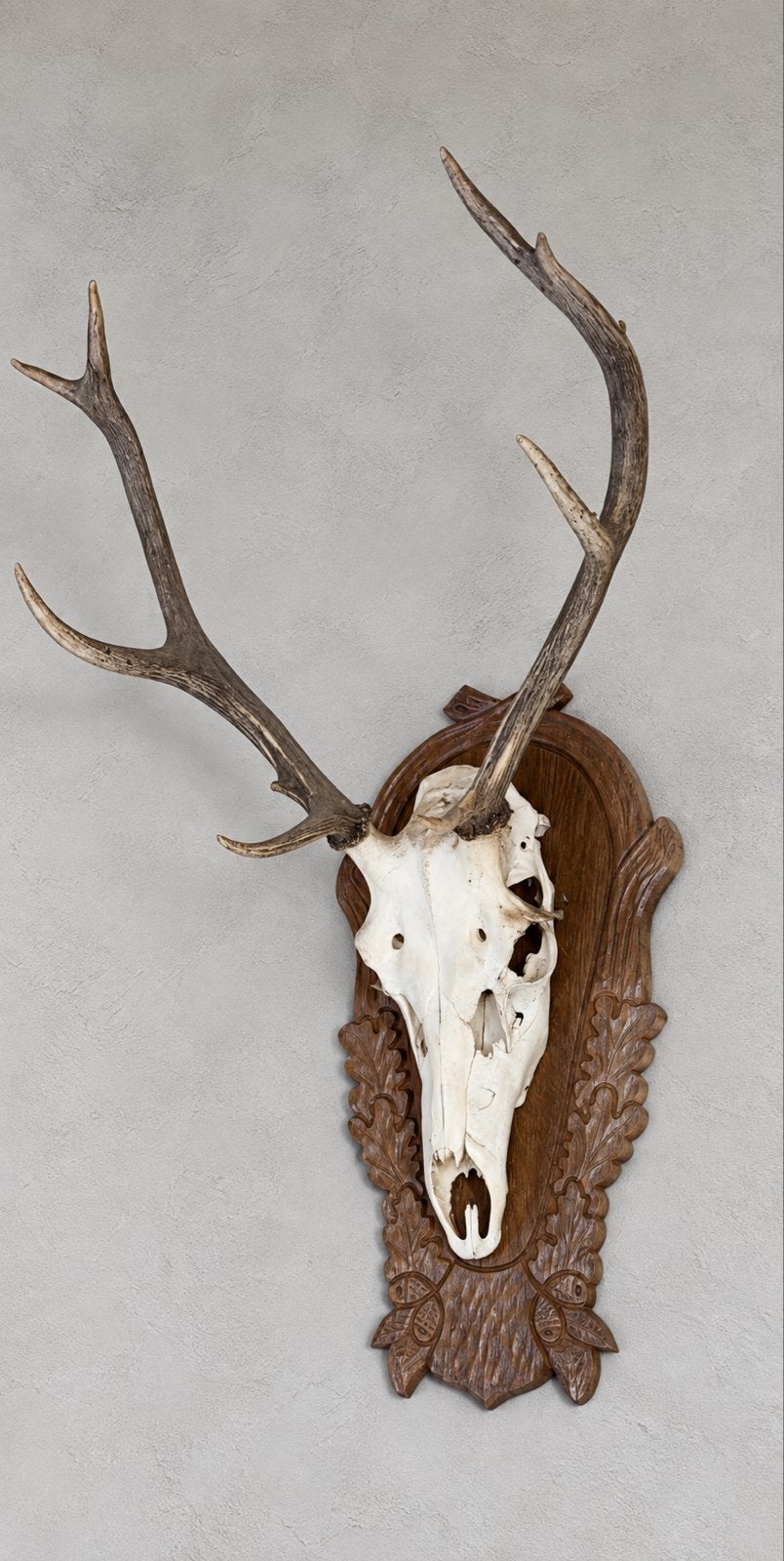 Hertenkop met gewei op houten schild, Ophalen, Gebruikt, Hert, Gewei of Kop