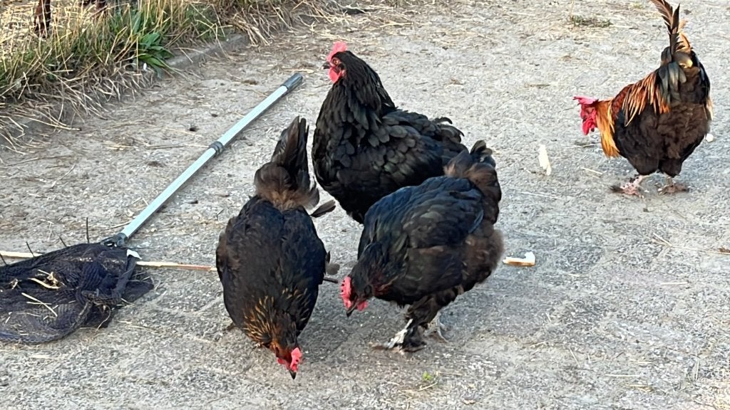 hennen Marans koperzwart en groenleggers, Dieren en Toebehoren, Pluimvee, Meerdere dieren, Kip