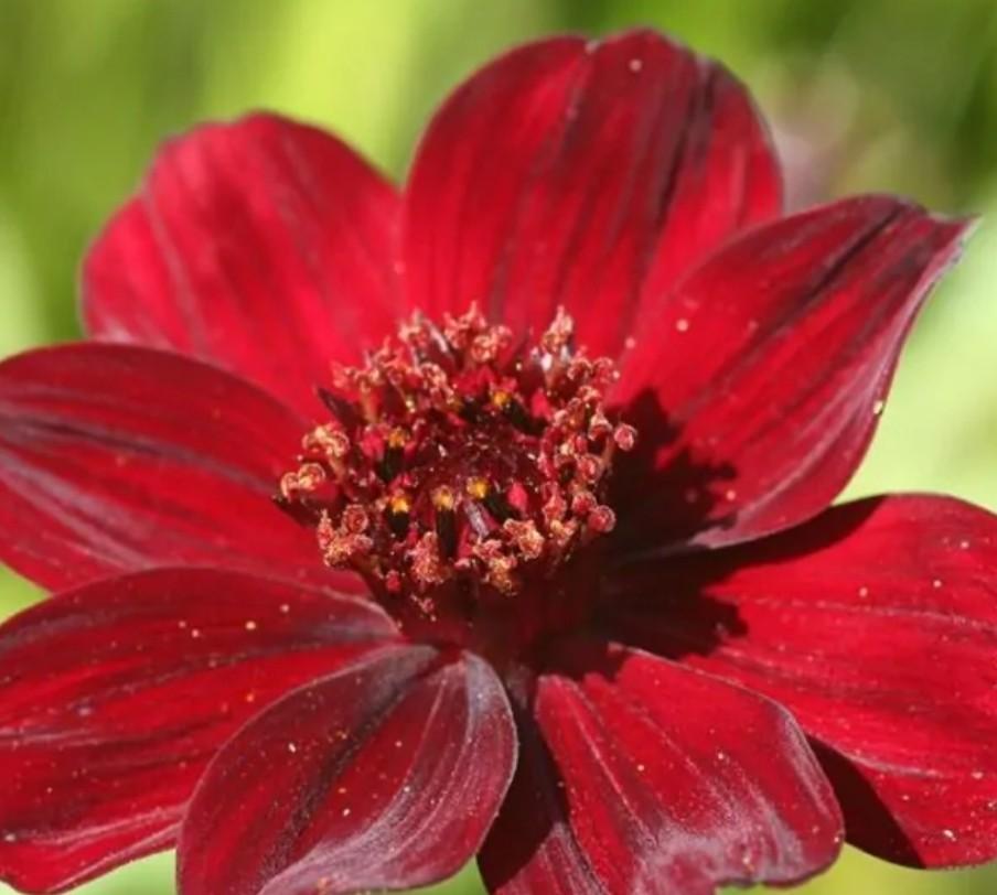 Cosmos atrosanguineus P9, Ophalen of Verzenden, Vaste plant, Overige soorten, Halfschaduw
