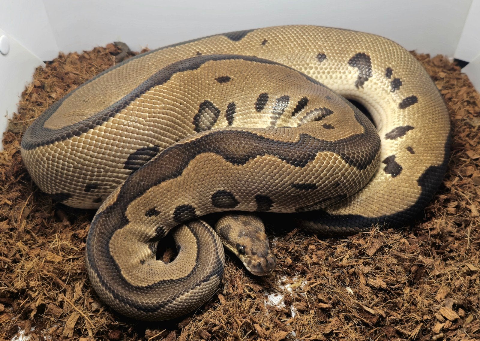 Diverse koningspythons, Slang, Tam, 0 tot 2 jaar