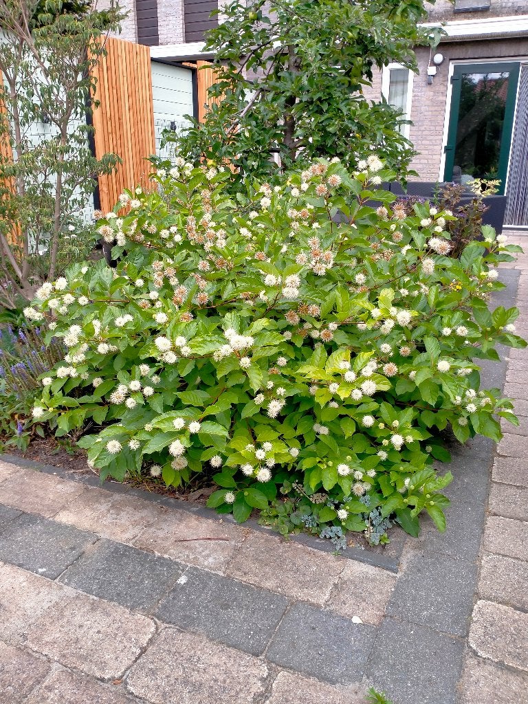 Kogelbloem grote struik, Tuin en Terras, Planten | Struiken en Hagen, Ophalen, Overige soorten, Struik, 100 tot 250 cm