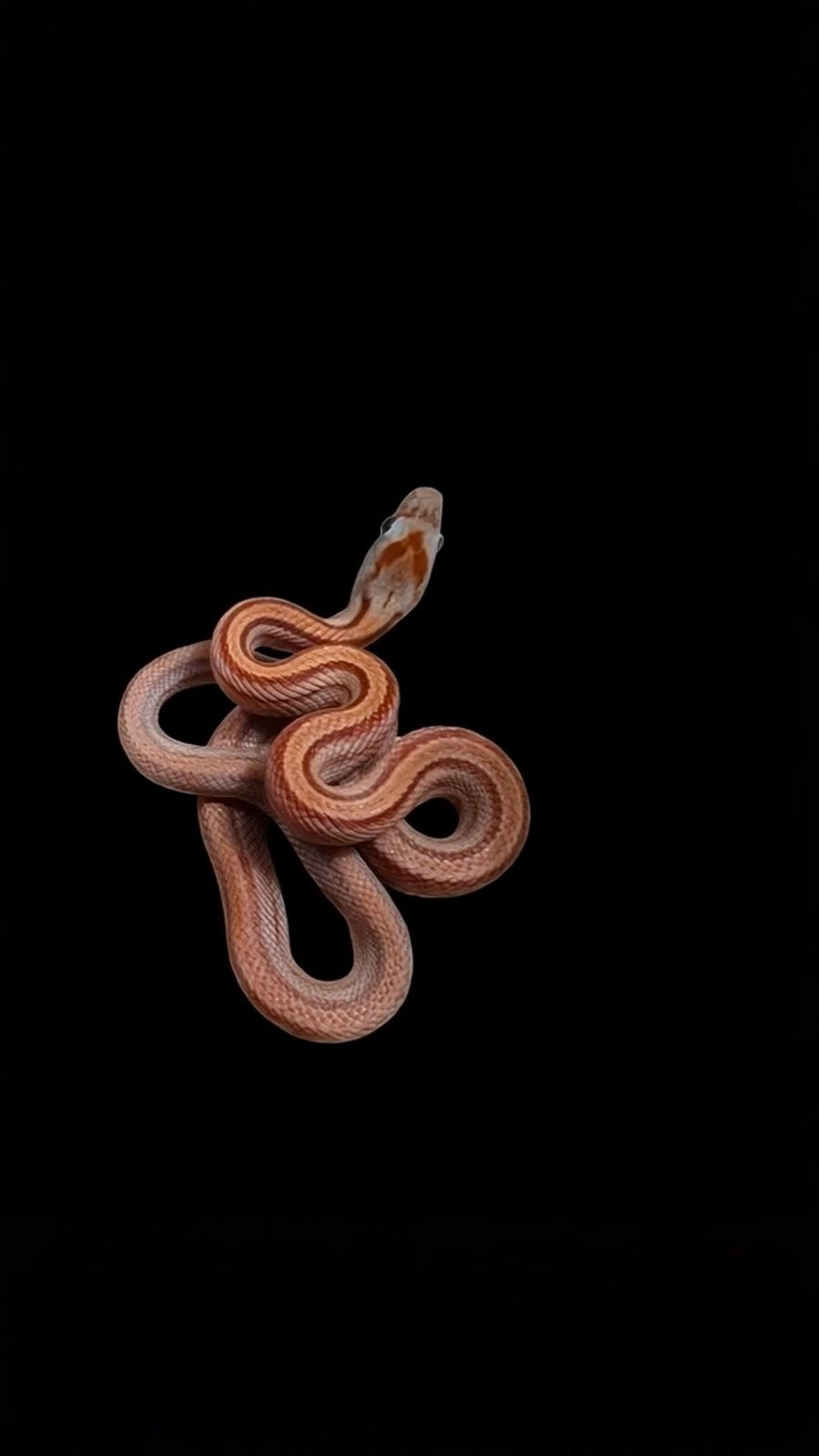 Verschillende varianten jonge rattenslangen Rat Snake photo 5