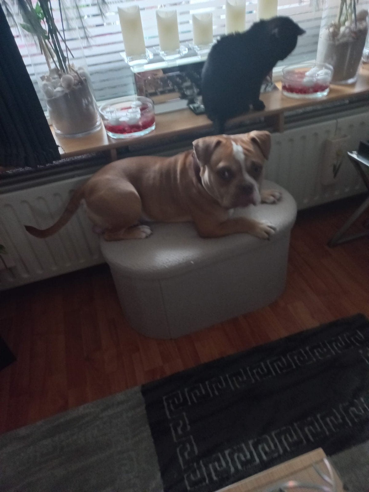 American pocket bully reu met abr stamboom, 15 weken tot 1 jaar, Reu, Bulldog, Eén hond