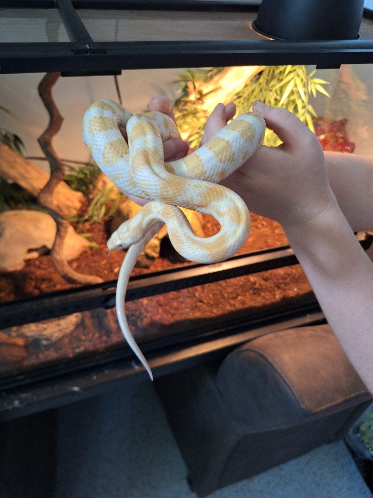 Terrarium compleet met 2 rattenslangen Rat Snake photo 8