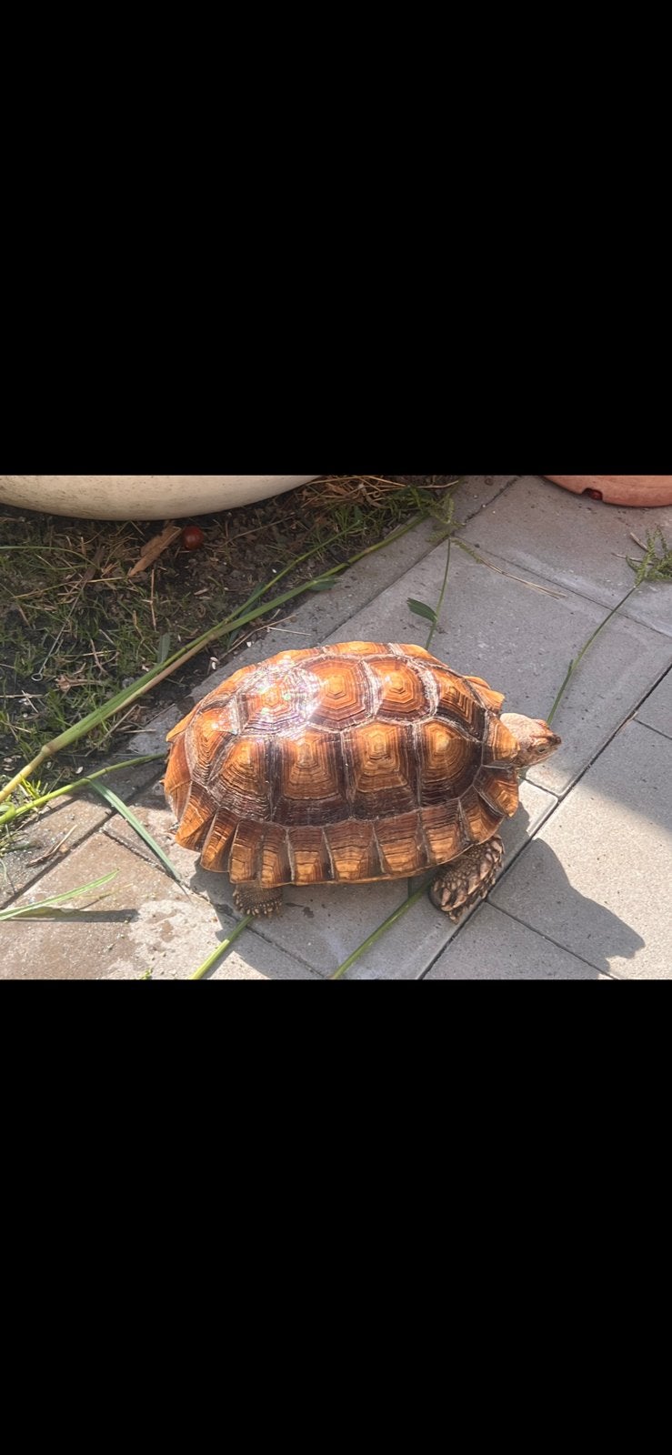 Sulcata landschildpad Tortoise photo 2