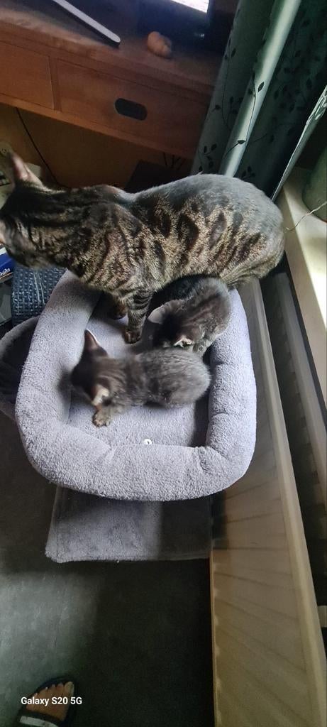 Bengaal moederpoes, 3 jaar., Dieren en Toebehoren, Katten en Kittens | Raskatten | Korthaar, Poes, 0 tot 2 jaar, Gechipt, Ontwormd