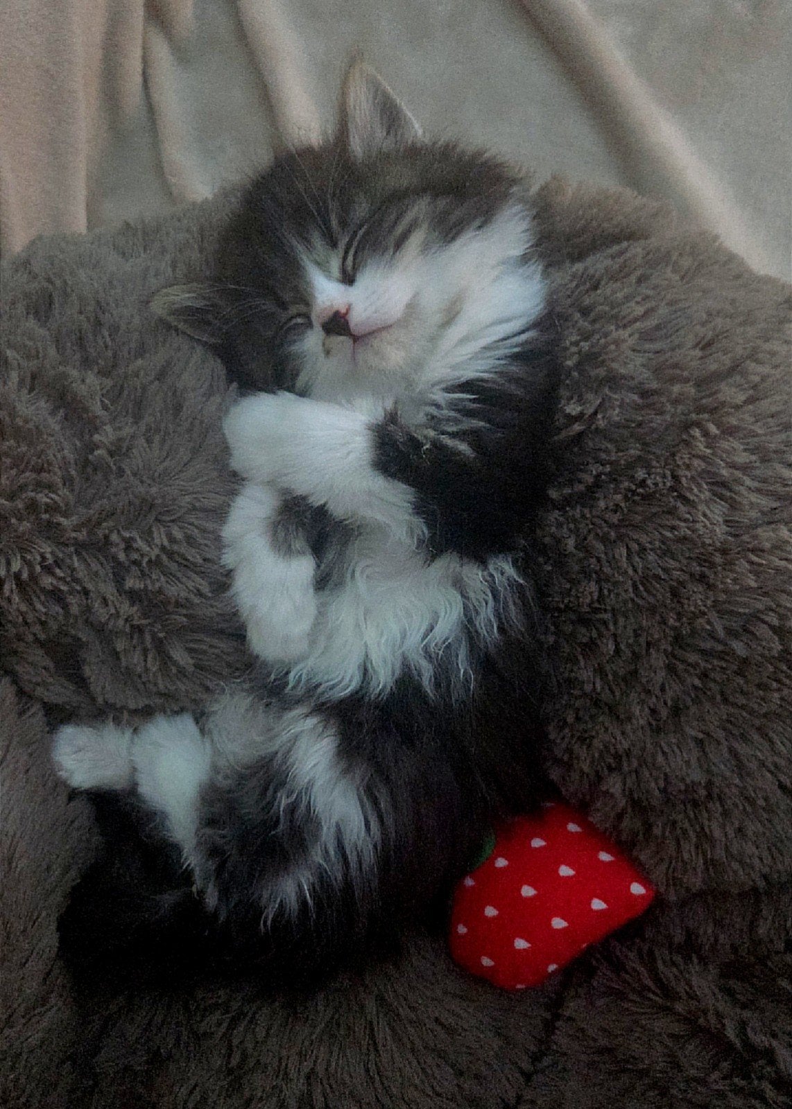 Ragdoll mix kitten, Kater, Ontwormd, 0 tot 2 jaar