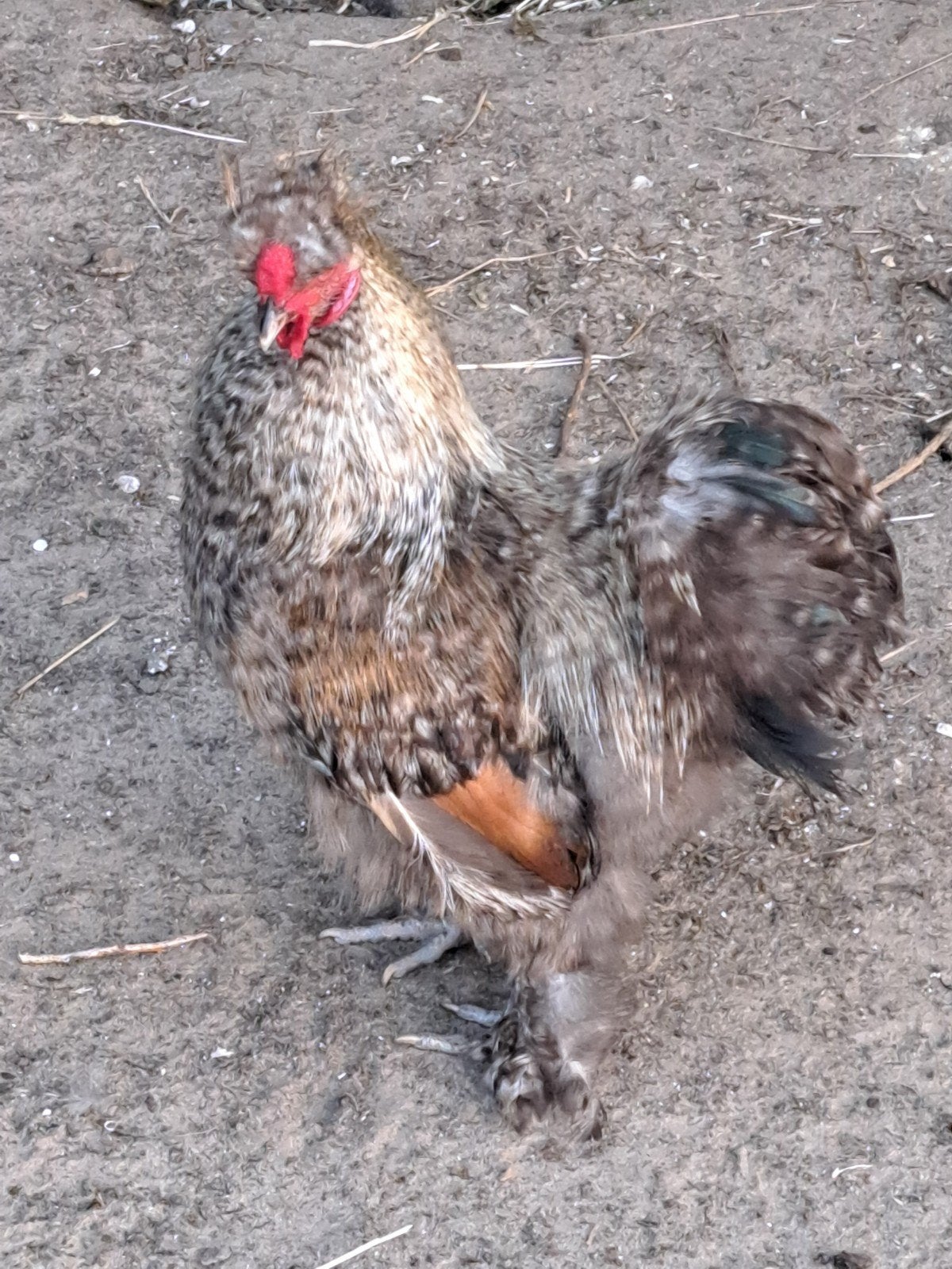 Zijdehoender haan eventueel met hen, Dieren en Toebehoren, Mannelijk, Kip