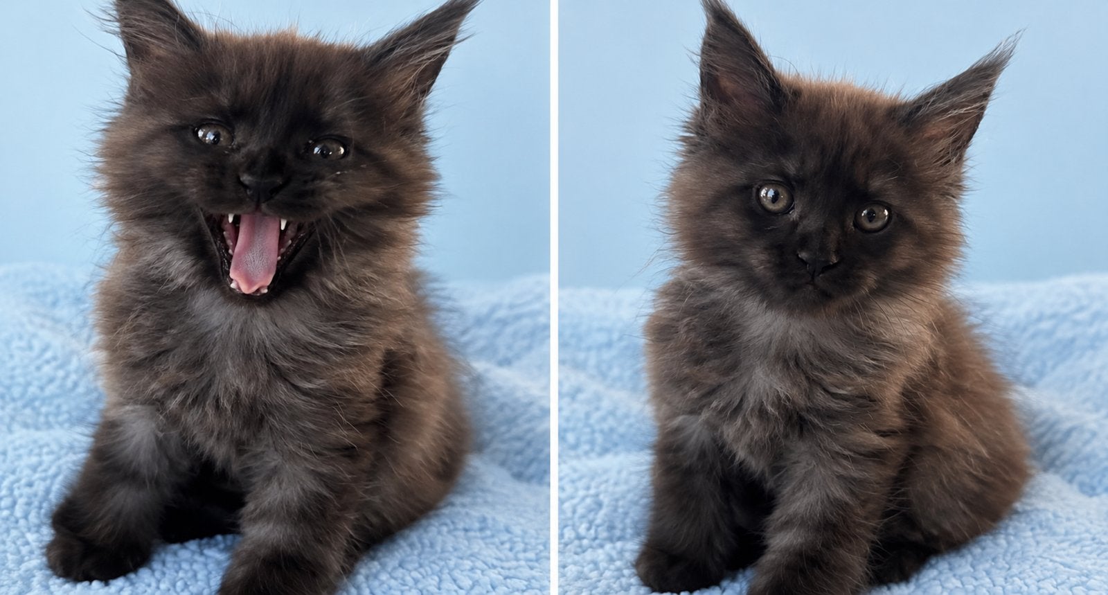 Maine coon kitten met stamboom (blue smoke), Kater, Gechipt