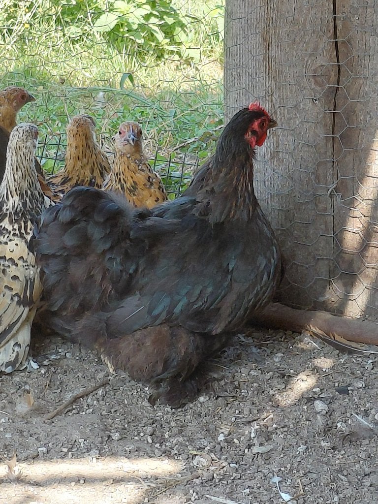 Cochin hen, Dieren en Toebehoren, Vrouwelijk, Kip