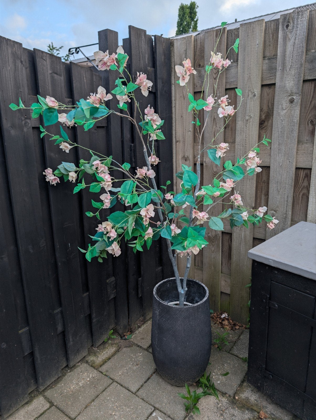 Mooie buitenplant inclusief pot - Wegens verhuizing, Ophalen