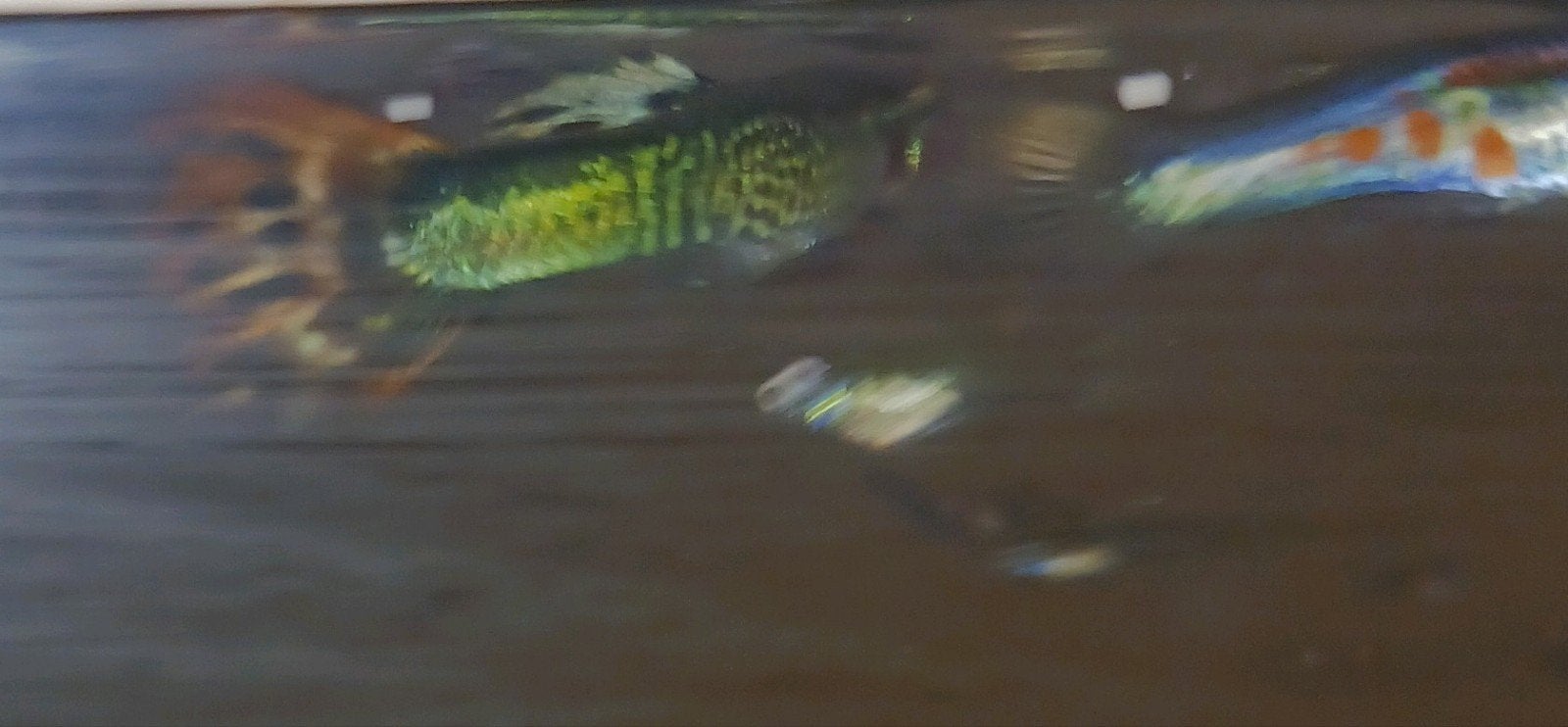 Guppy Nachwuchs mooie kleuren, Vis
